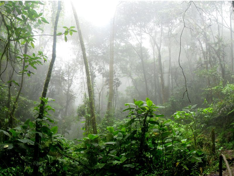 This image has an empty alt attribute; its file name is 05d49-amazon-rainforest.jpg