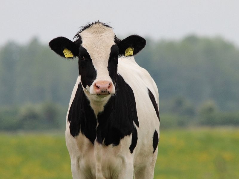 cow with tagged ears