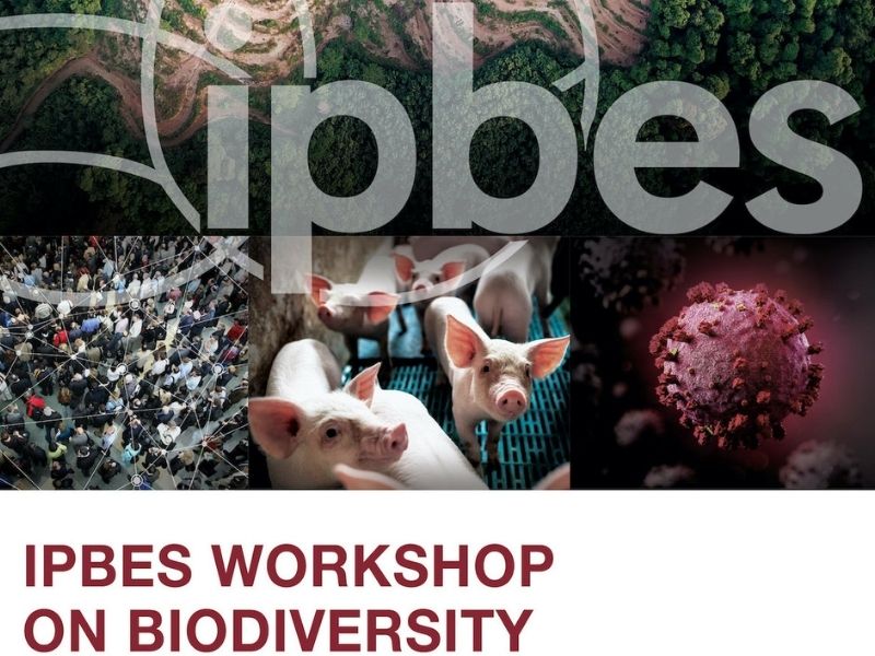 IPDES workshop on diversity
