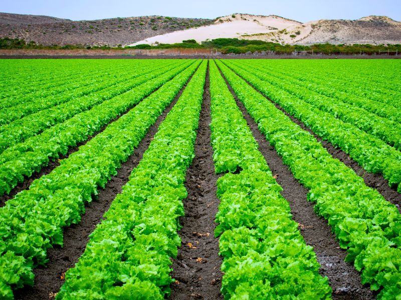 monoculture