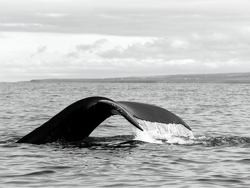 whale tail protruding from ocean's surface